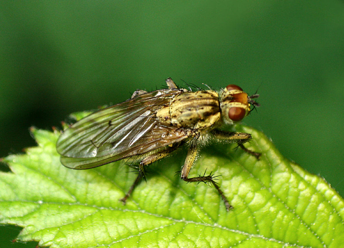 mosca verdina da identificare